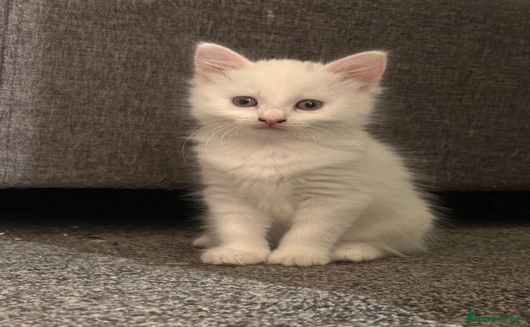 Mixed Breed cats - Advert 1