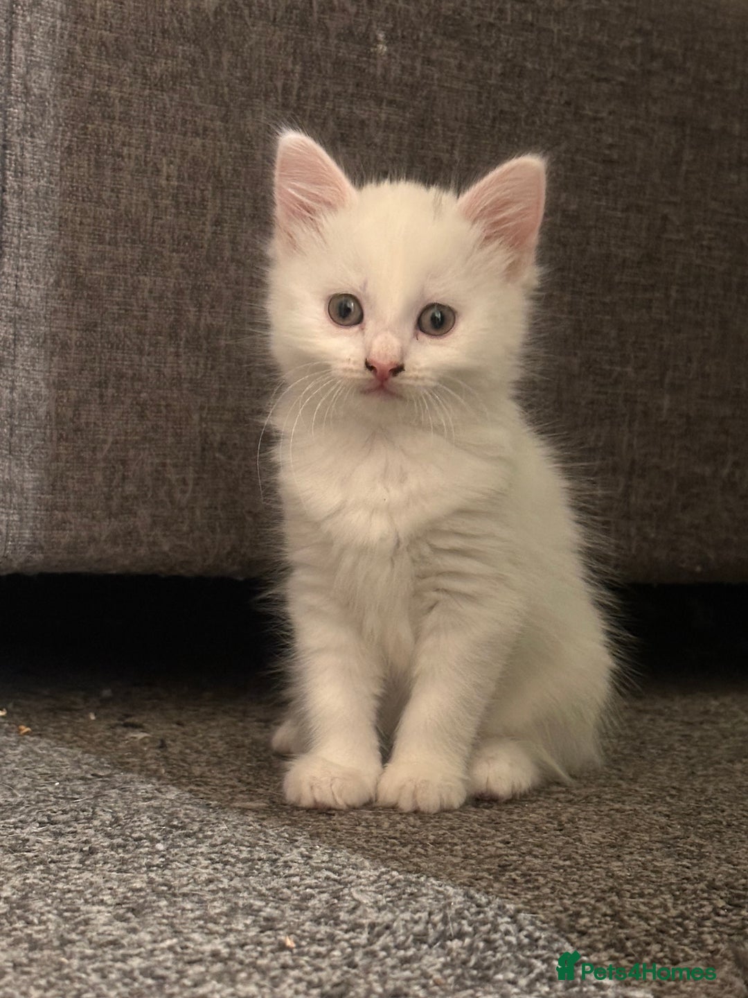 Mixed Breed cats for sale: White girls  - Image 1