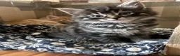 Mixed Breed cats for sale: Adorable kittens  - Advert 8