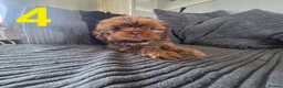 Shih Tzu dogs for sale: Imperial shih tzu puppies  in Walsall - Advert 11