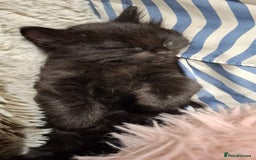 Ragdoll cats for sale: 3 Male Kittens Ragdoll X Turkish Angora  - Image 17