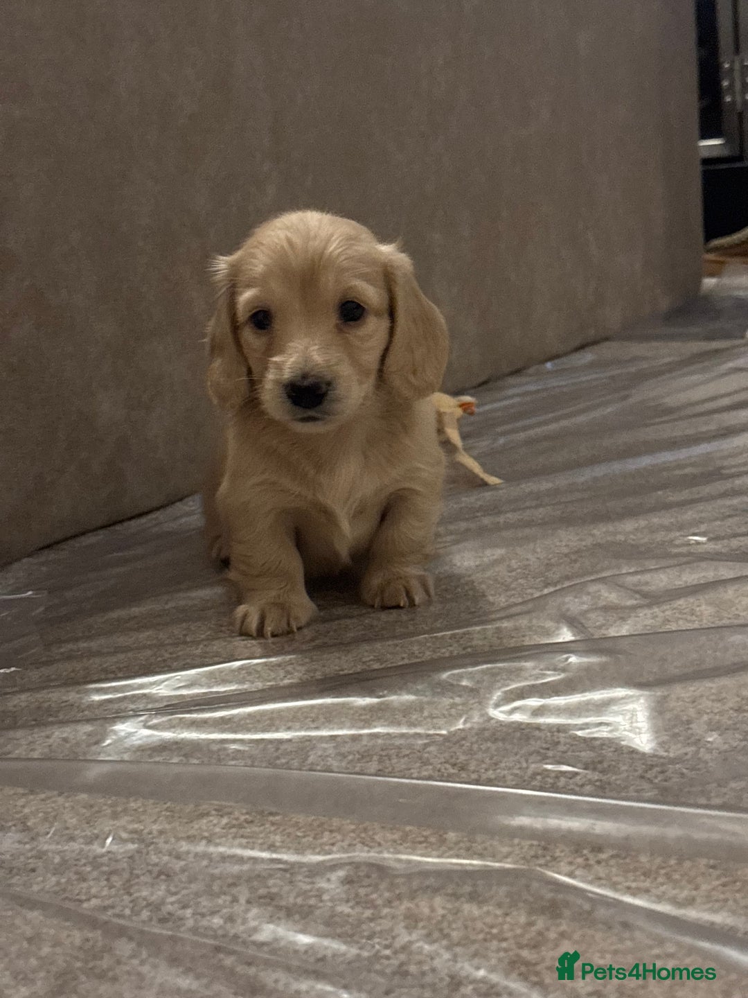 Miniature Dachshund dogs for sale: English cream longhair miniature daschound  - Advert 4