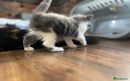 Mixed Breed cats for sale: Beautiful fluffy kittens  - Image 12
