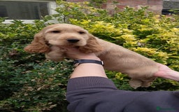 Cocker Spaniel dogs for sale: KC Registered Show type Cocker Spaniels  - Image 5