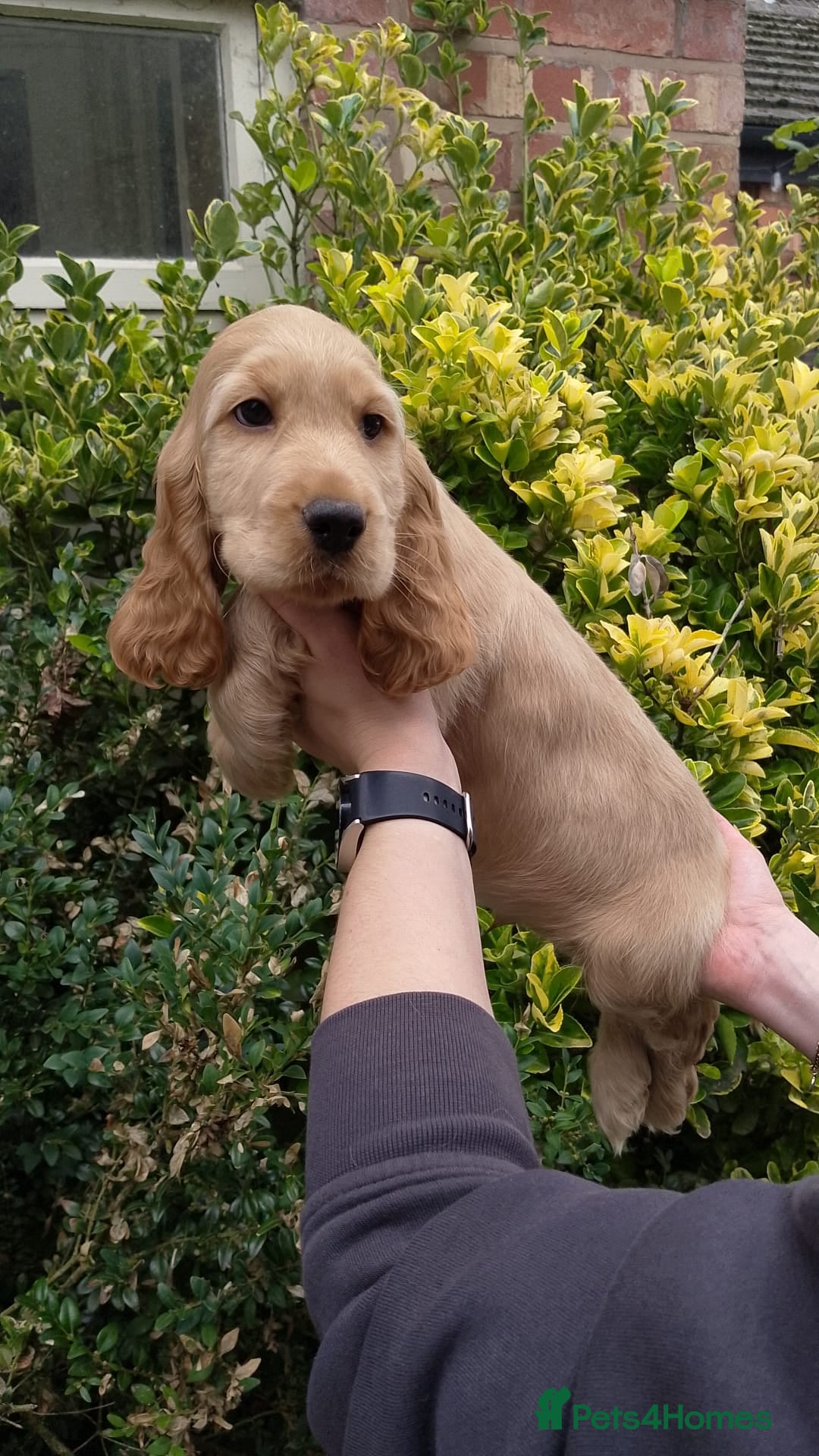 Cocker Spaniel dogs for sale: KC Registered Show type Cocker Spaniels  - Image 5