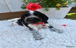 Cocker Spaniel dogs for sale: show type cocker spaniels puppies * ready now  - Image 6