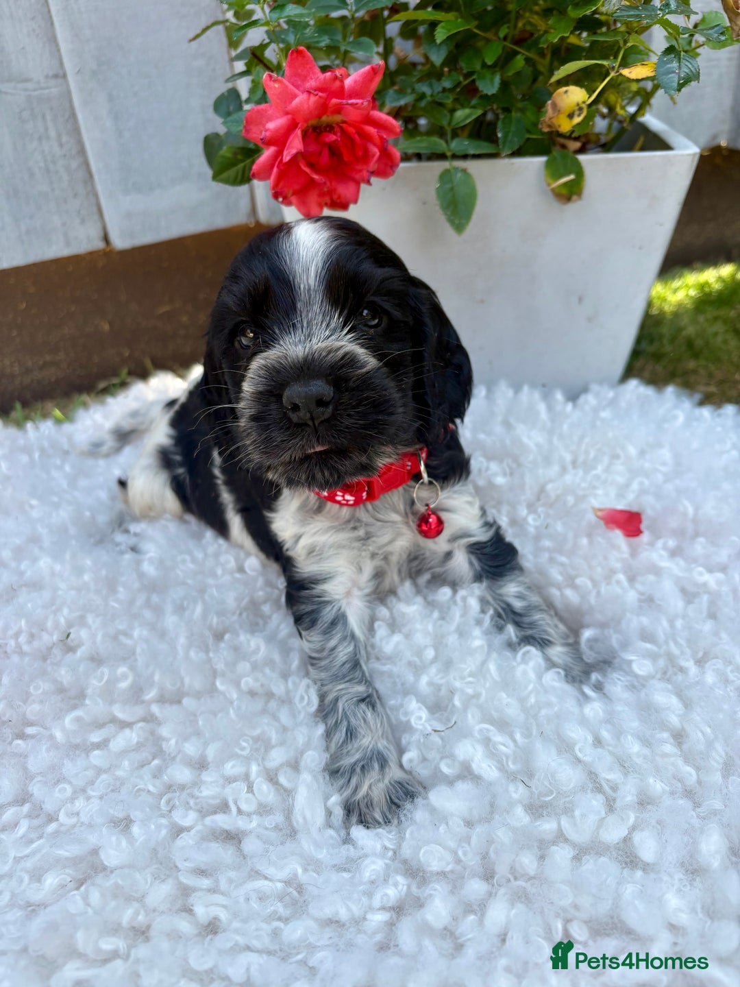 Cocker Spaniel dogs for sale: show type cocker spaniels puppies * ready now  - Image 6