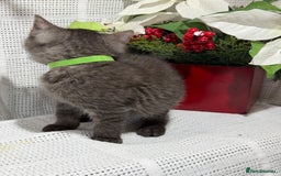 British Shorthair cats for sale: Adorable British shorthair kittens TICA - Image 11