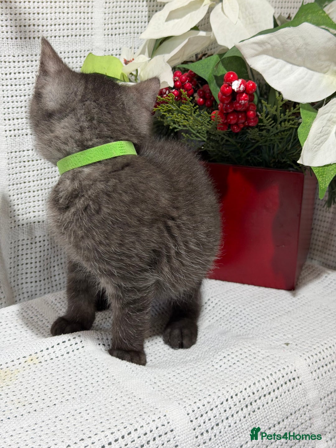 British Shorthair cats for sale: Adorable British shorthair kittens TICA - Image 11