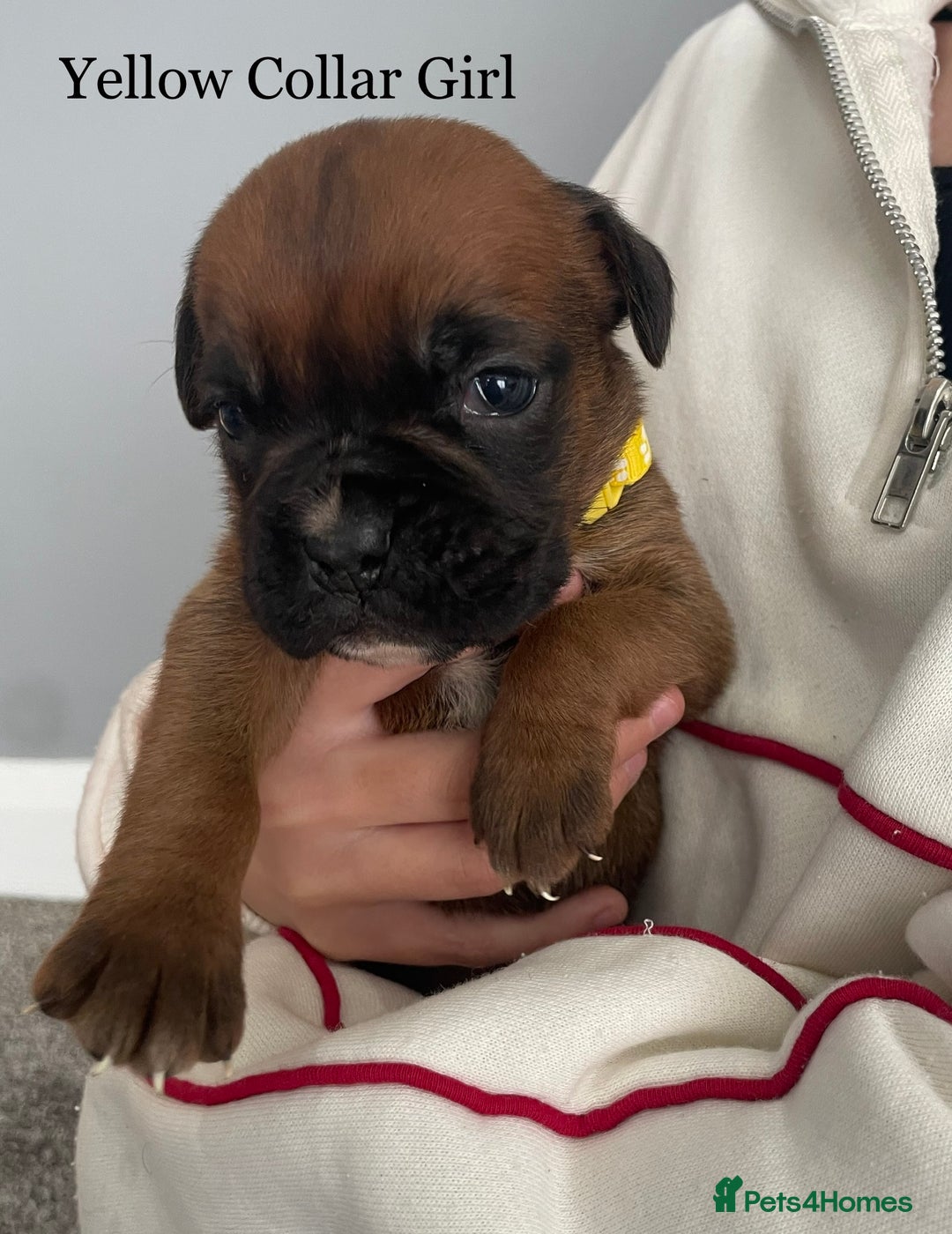 Boxer dogs for sale: 5 Beautiful KC Registered Boxer Puppies - Image 3