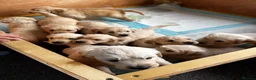 Golden Retriever dogs for sale: 🐾 Beautiful Pedigree Golden Retriever Puppies  in Ballymena - Advert 9