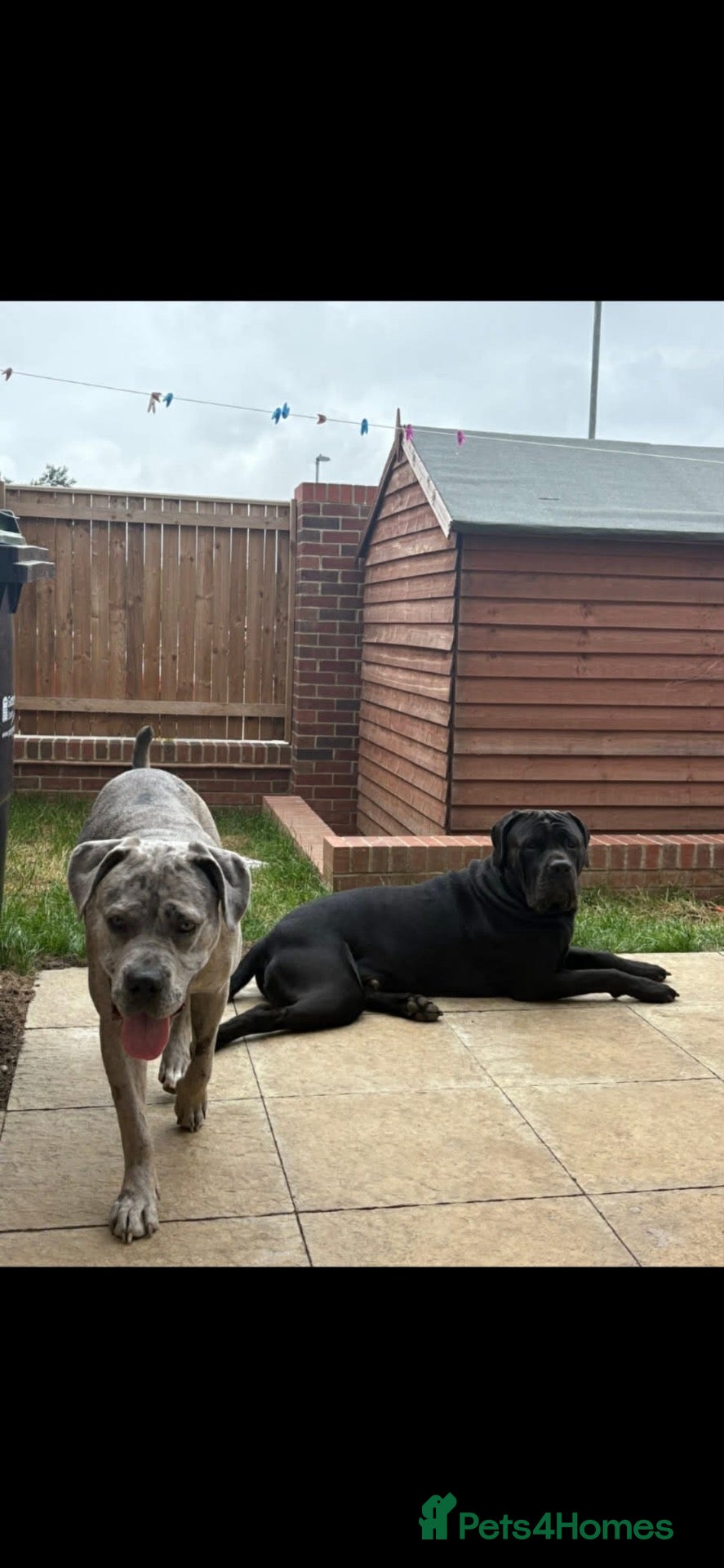 Cane Corso dogs Cane corso puppies for sale - Advert 2