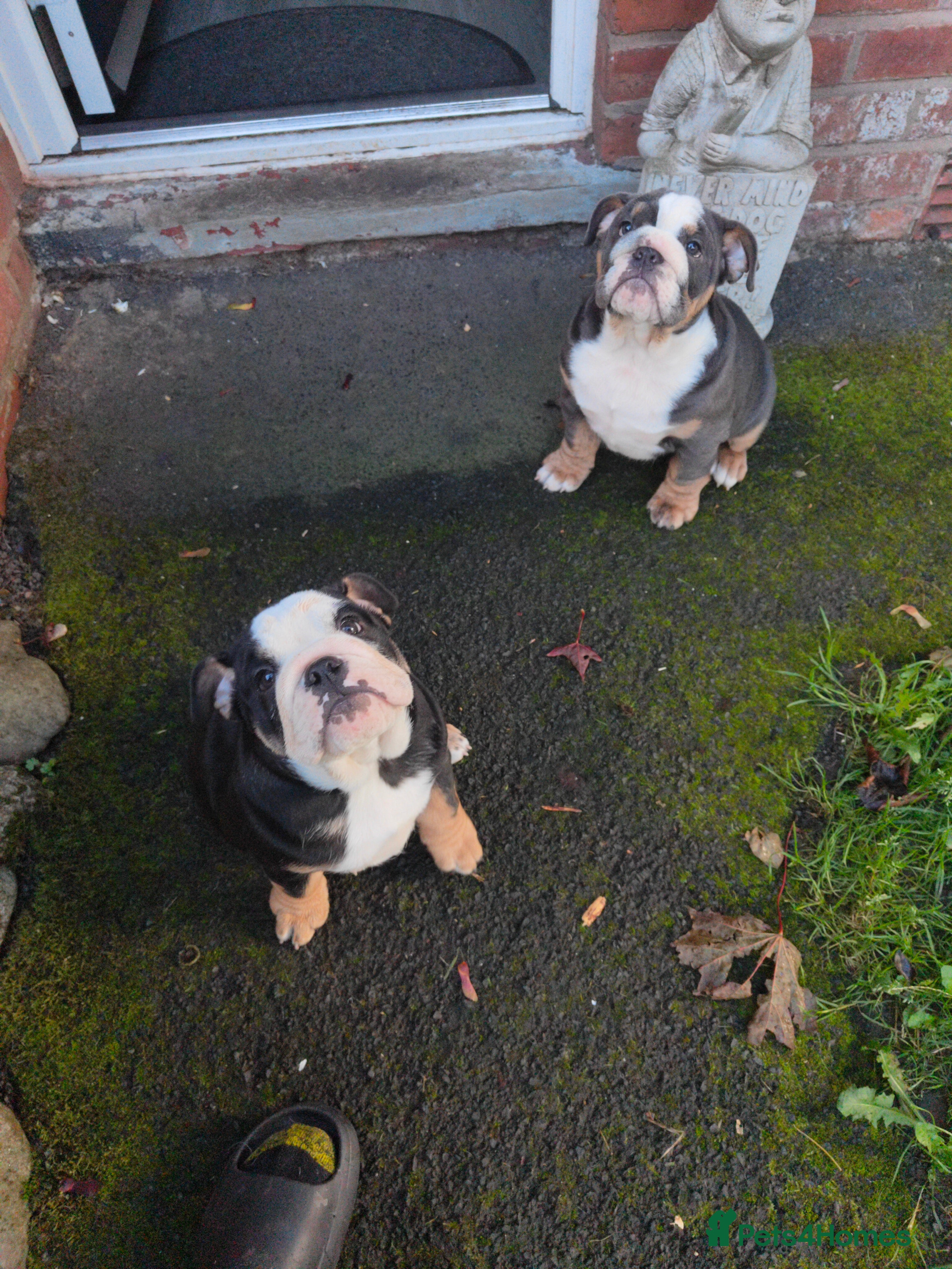 English Bulldog dogs for sale: chunky English Bulldog Puppers - Advert 2
