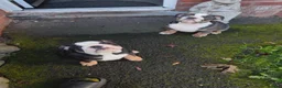 English Bulldog dogs for sale: chunky English Bulldog Puppers in Manchester - Advert 2