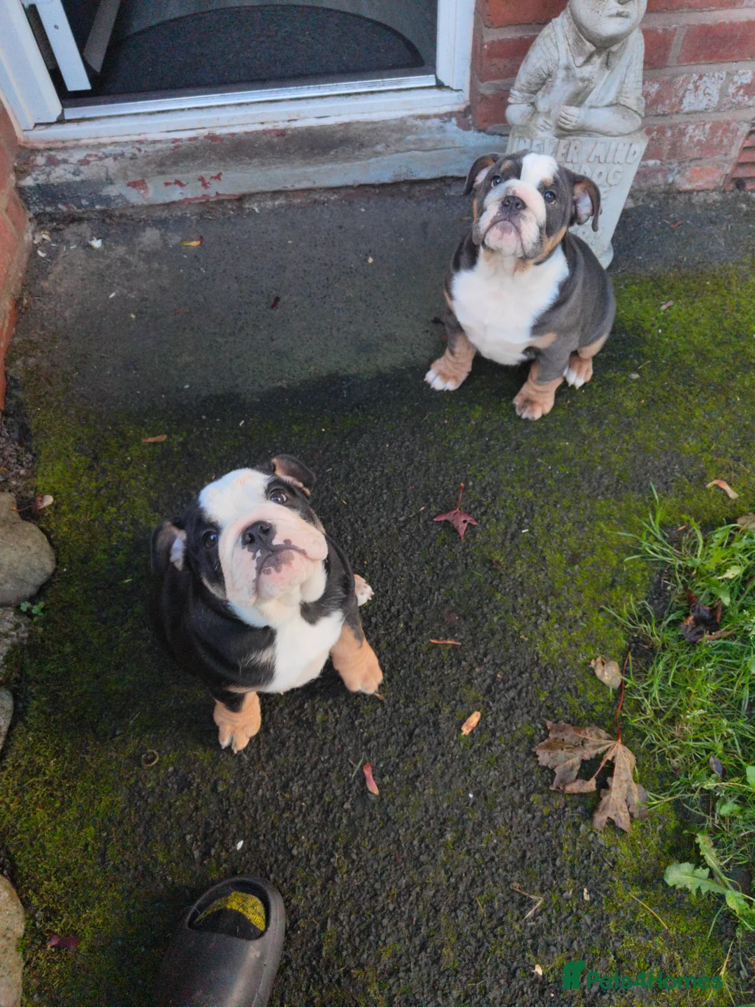 English Bulldog dogs for sale: chunky English Bulldog Puppers in Manchester - Advert 2