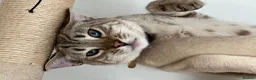 Bengal cats for sale: LaRusso–Stunning Young Snow Bengal w/ Blue Eyes - Advert 11