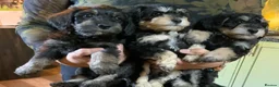 Schnoodle dogs for sale: Happy confident Schnoodle puppies  - Advert 17