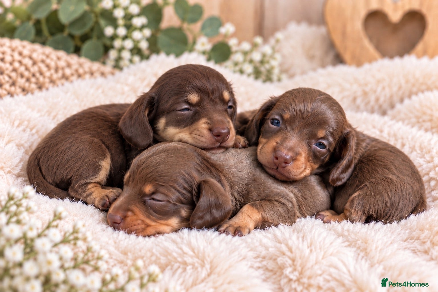 Miniature Dachshund dogs Exquisite mini L/H chocolate/cream 5* licensed  - Advert 1