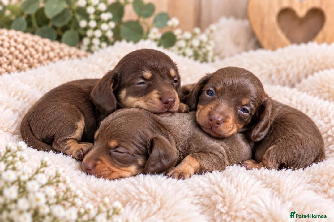 Miniature Dachshund dogs for sale: Exquisite mini L/H chocolate/cream 5* licensed  - Advert 1