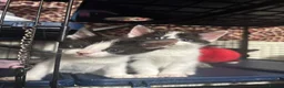 Mixed Breed cats for sale: Kittens - Advert 13