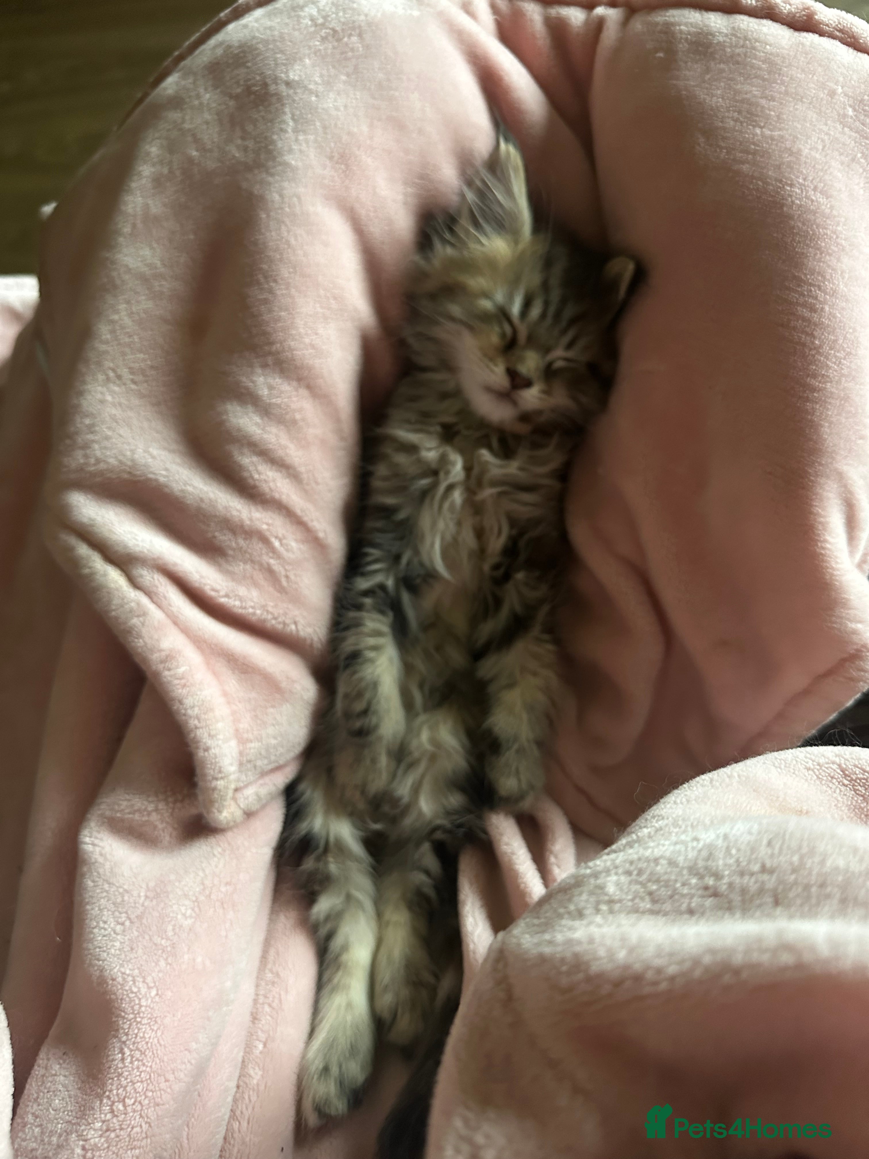 Maine Coon cats ❗️🐾 2 TORBIE GIRLS LEFT 🐾❗️ - Advert 14