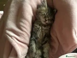 Maine Coon cats ❗️🐾 2 TORBIE GIRLS LEFT 🐾❗️ - Advert 14