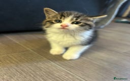 Mixed Breed cats for sale: Gorgeous Maine coone cross kittens! - Image 13