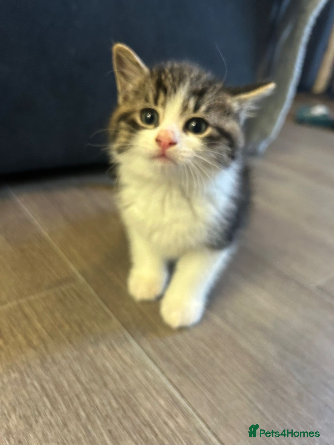 Mixed Breed cats for sale: Gorgeous Maine coone cross kittens! - Image 13