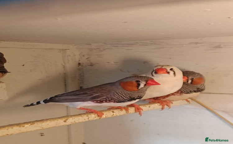 Finches birds Zebra finches - Advert 4