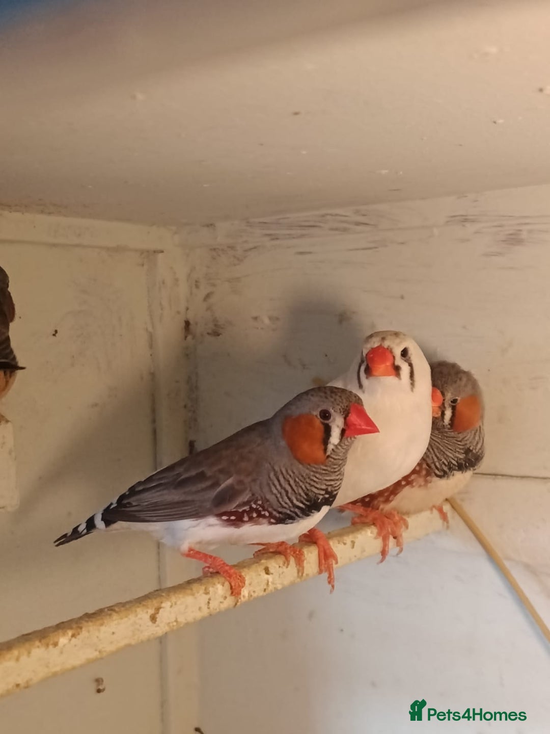 Finches birds for sale: Zebra finches - Advert 1