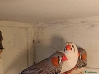 Finches birds Zebra finches - Advert 16