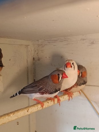 Finches birds Zebra finches - Advert 4