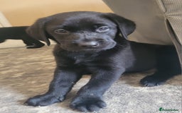Labrador Retriever dogs for sale: Beautiful black Labrador puppies  - Image 15