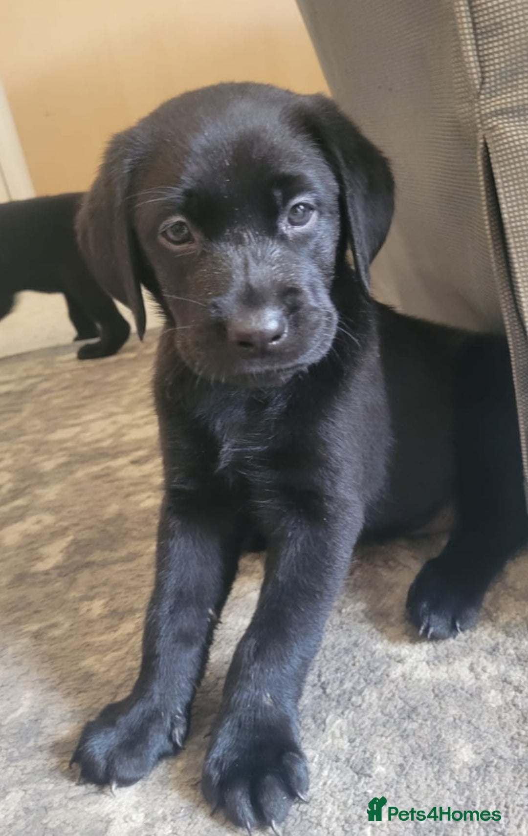 Labrador Retriever dogs for sale: Beautiful black Labrador puppies  - Image 15