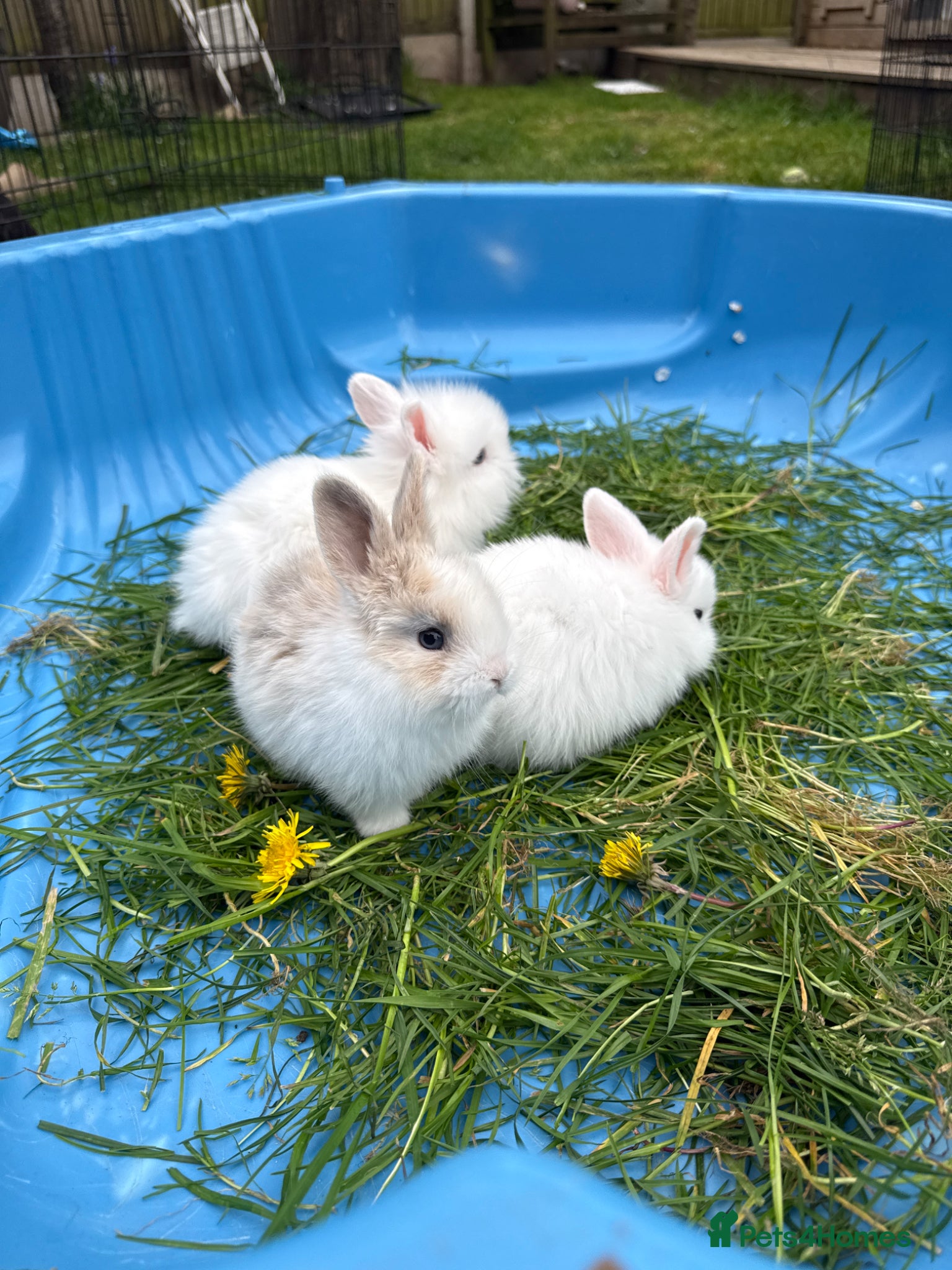 Mini Lion Lop rabbits Baby mini lion lops - Advert 8