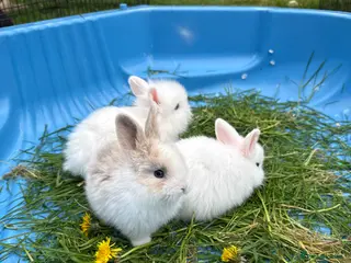 Mini Lion Lop rabbits Baby mini lion lops - Advert 2