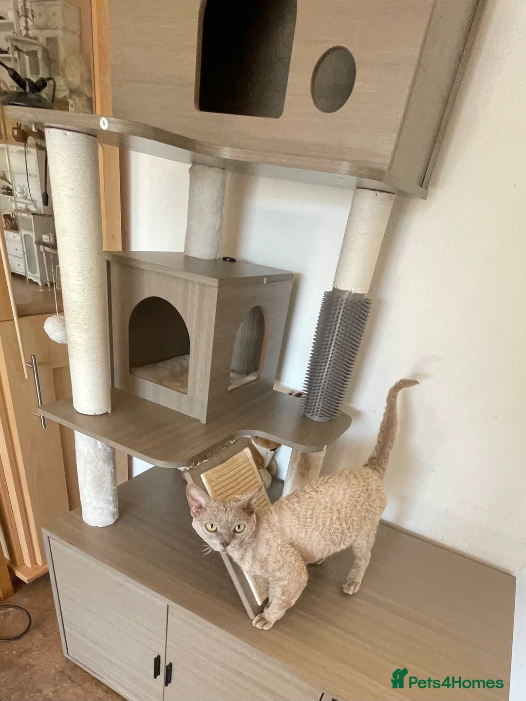 Devon Rex cats for stud: Devon Rex lilac - Advert 5