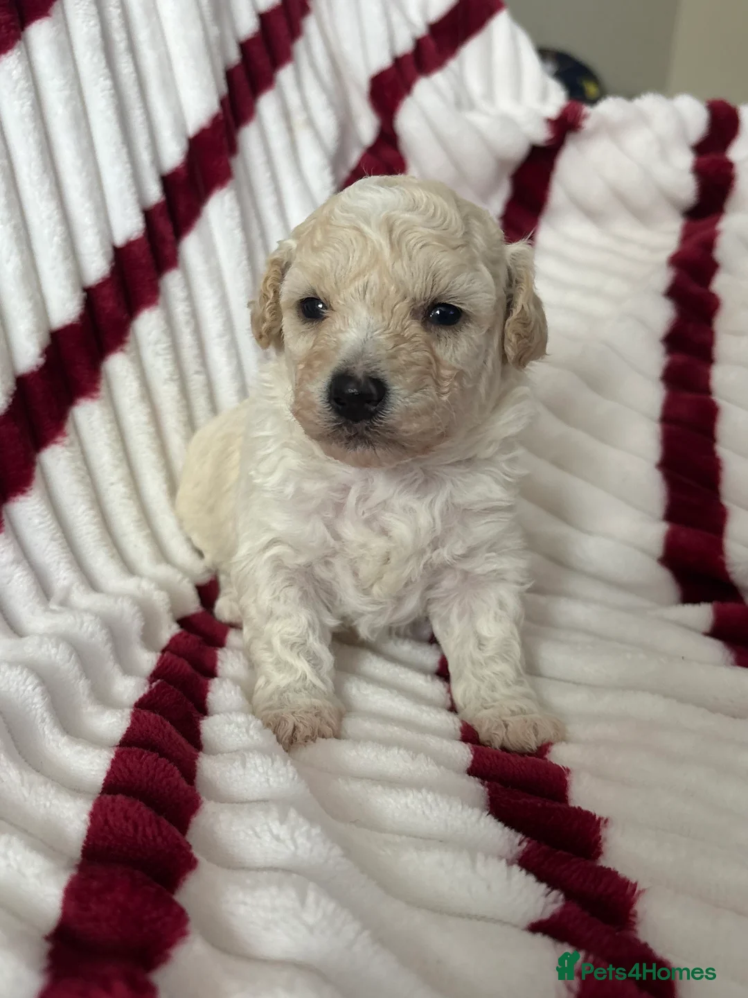 Poochon dogs for sale: One boy remaining - Advert 5