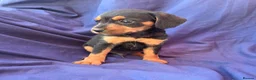 Jack Russell dogs for sale: Beautiful jack russell puppies ready now - Advert 17