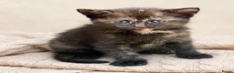 Mixed Breed cats for sale: 🐾 Kittens Looking for Loving Homes  - Advert 8