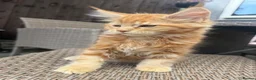 Maine Coon cats for sale: Ready now ⭐️ Maincoon Tica kittens - Advert 8