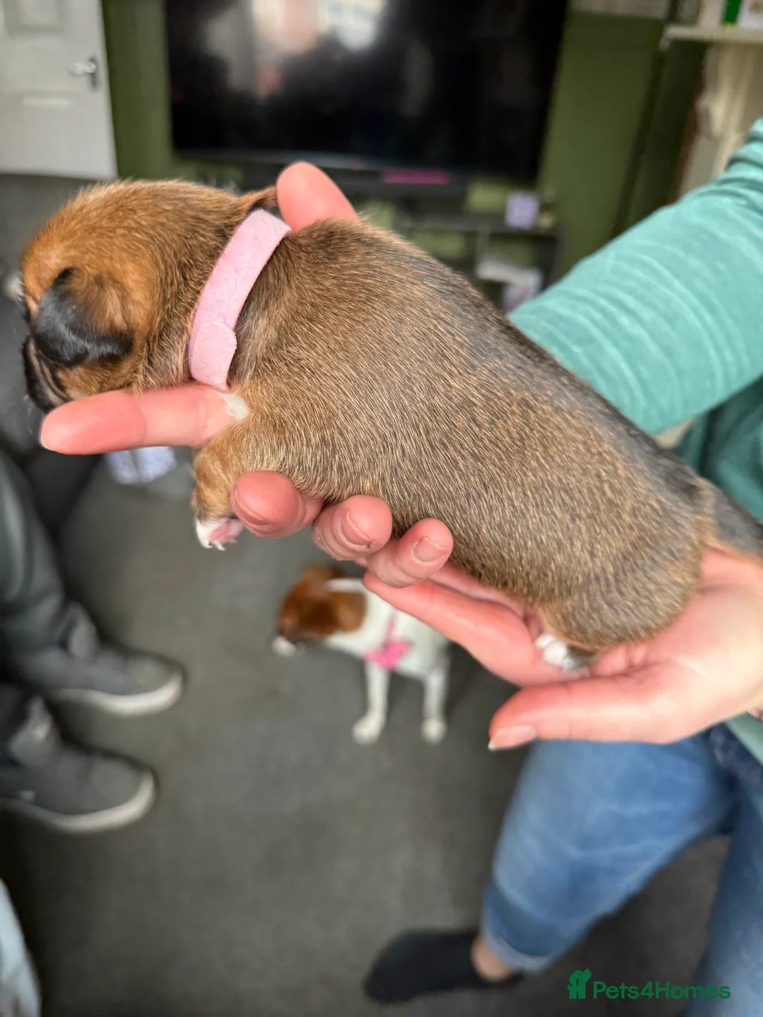 Mixed Breed dogs for sale: Jack Russel x border terrier  - Advert 2