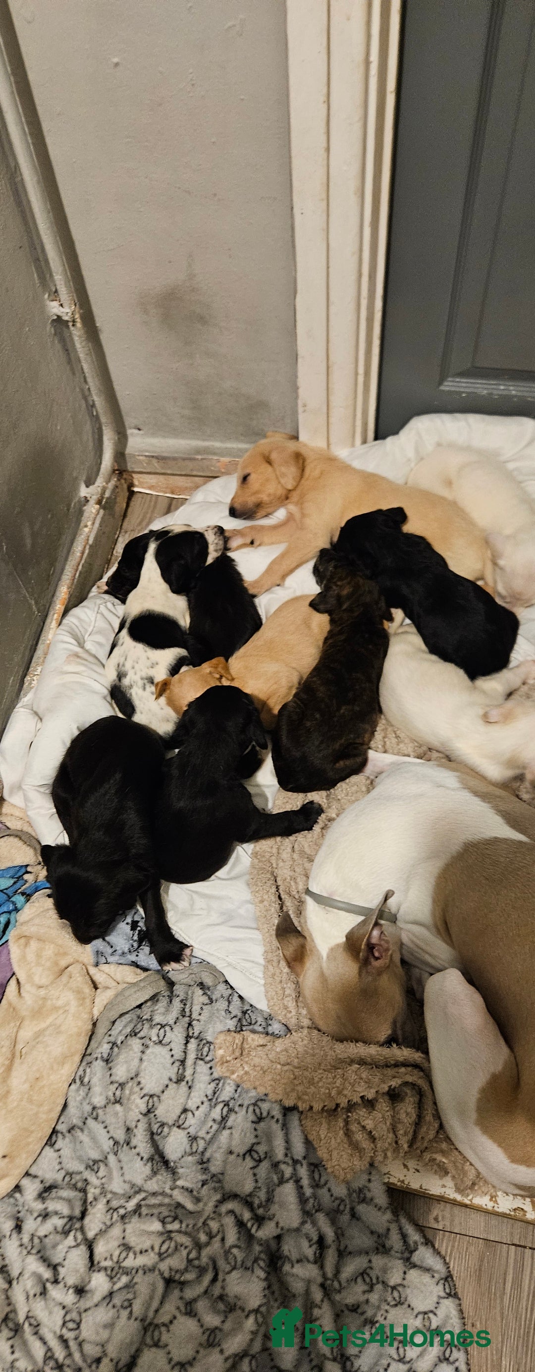 Mixed Breed dogs for sale: Lurcher x - Advert 7