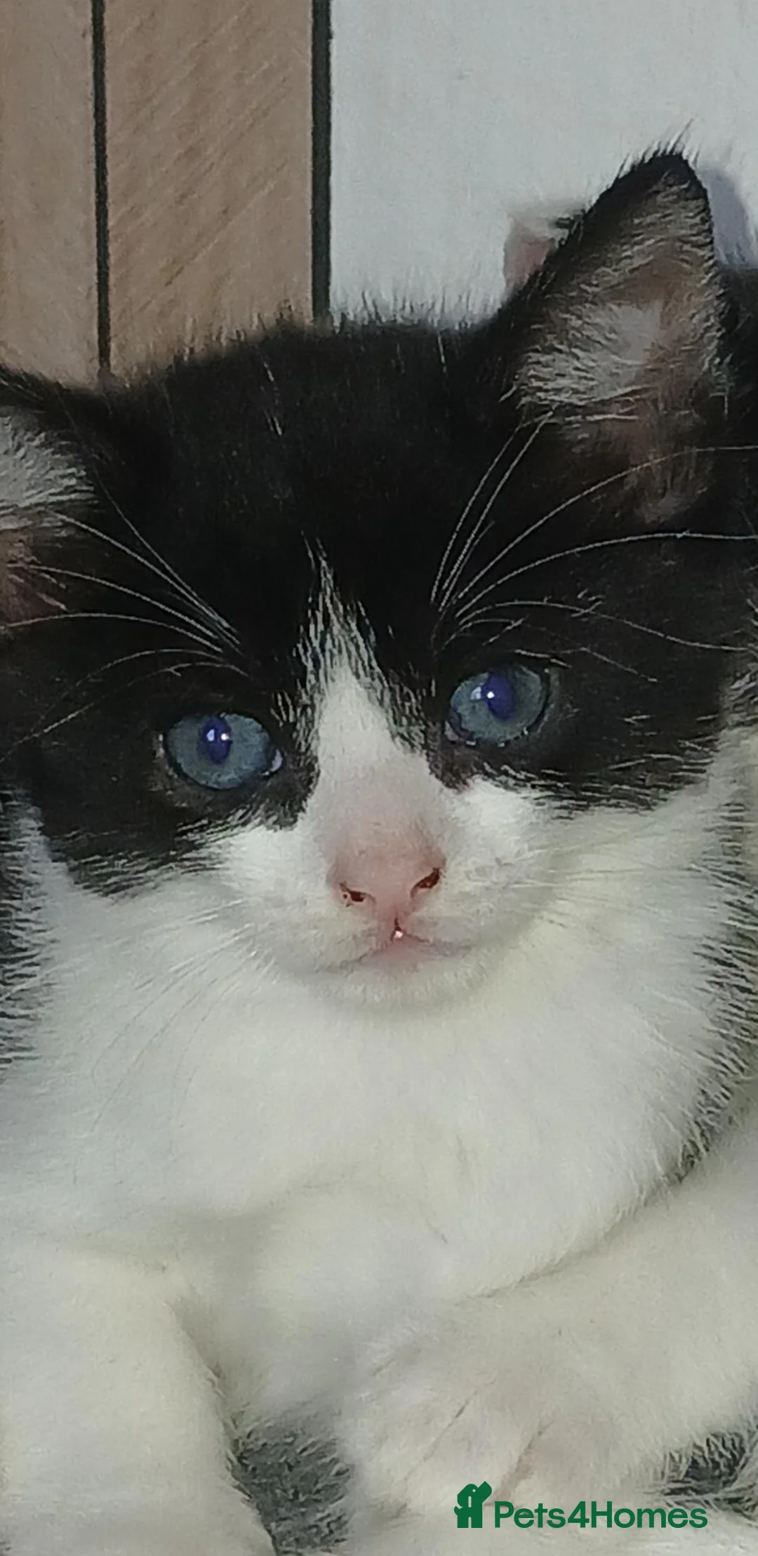 Bombay cats for sale: Kitten  in Gloucester - Advert 2