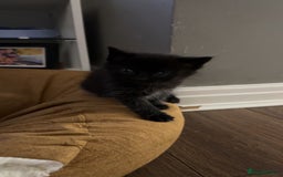 Mixed Breed cats for sale: 5 cute kittens for sale.  - Image 25