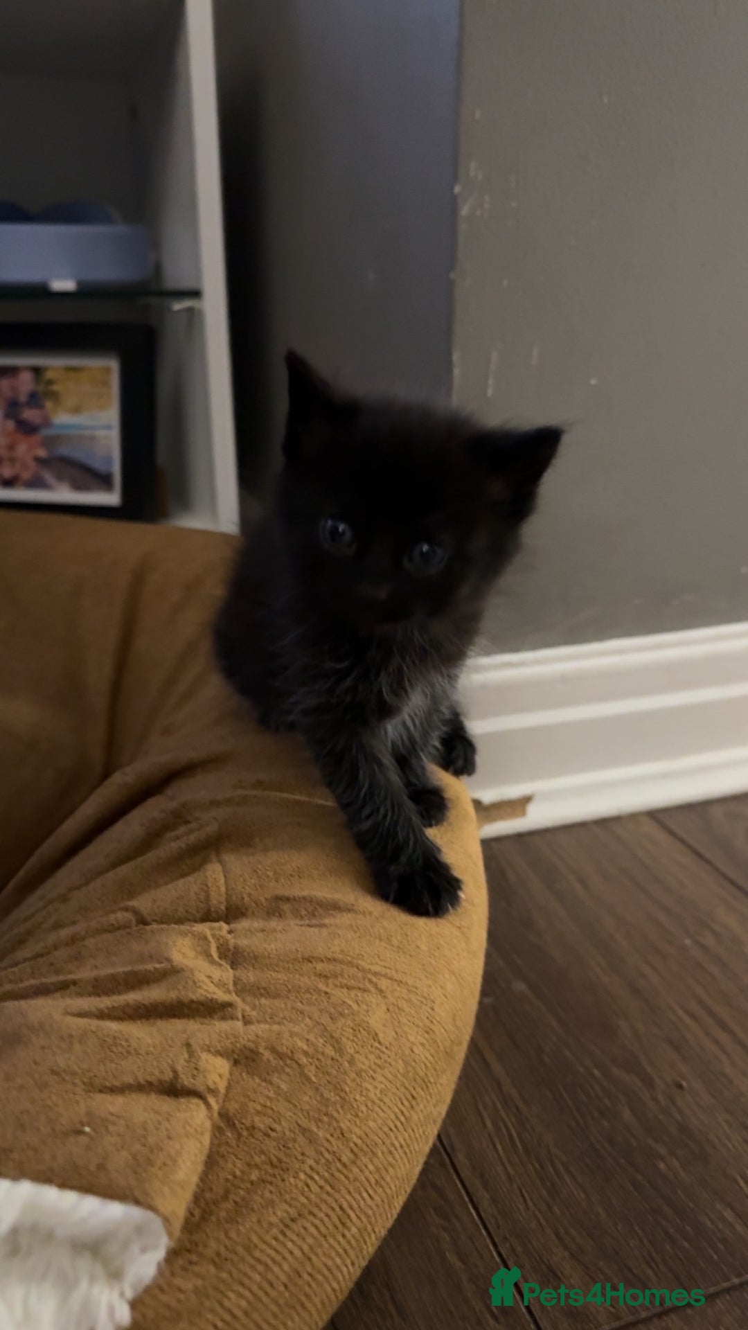 Mixed Breed cats for sale: 5 cute kittens for sale.  - Image 25