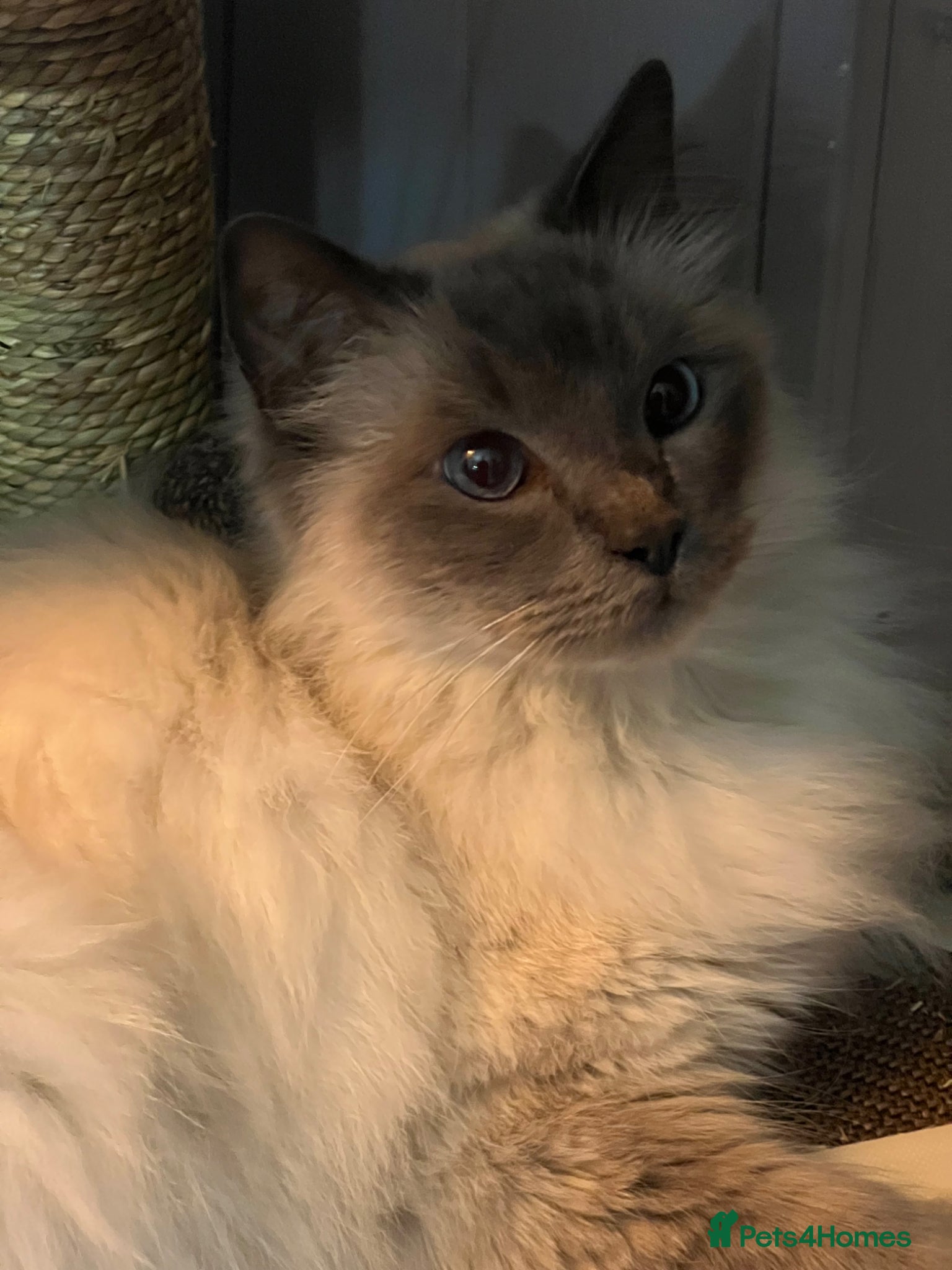 Ragdoll cats Ragdoll 5 yrs old  - Advert 1