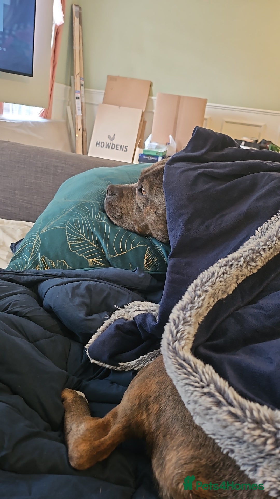 Staffordshire Bull Terrier dogs for sale: 4yr old female staffy - Image 12