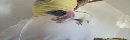 Rat rodents for sale: Gorgeous 2 fancy rats Bert and Ernie  in Barnstaple - Advert 1