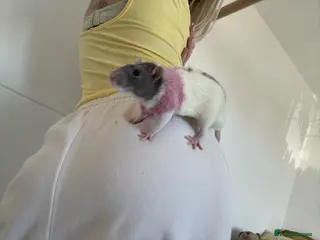 Rat rodents Gorgeous 2 fancy rats Bert and Ernie - Advert 2